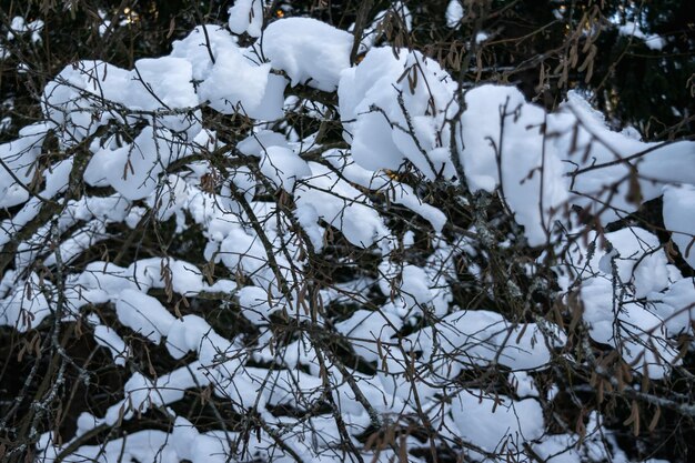 Winterlandschaft. Waldbüsche und Bäume nach starkem Schneefall. Horizontales Foto.