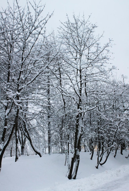 Winterlandschaft Weihnachten und Neujahr Große schneebedeckte Bäume in einer Reihe aufgereiht