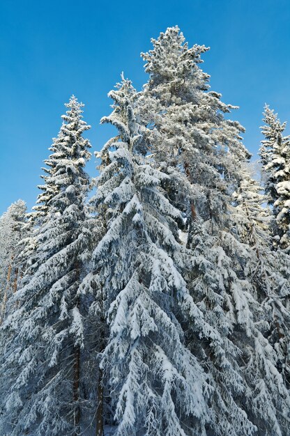 Winterlandschaft. Winter schneebedeckter Wald