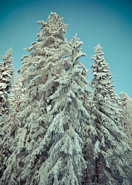 Winterlandschaft.Winter verschneiter Wald