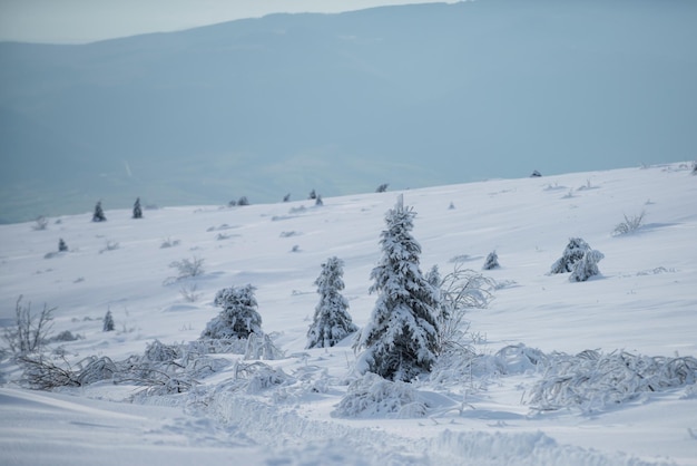Winterlandschaft, winterliche Szene von frostigen Bäumen auf schneebedecktem nebligen Hintergrund. Winterweihnachtslandschaft mit Schnee. Neujahr Tapete. Winterweihnachtslandschaft mit Schnee. Neujahr Tapete.