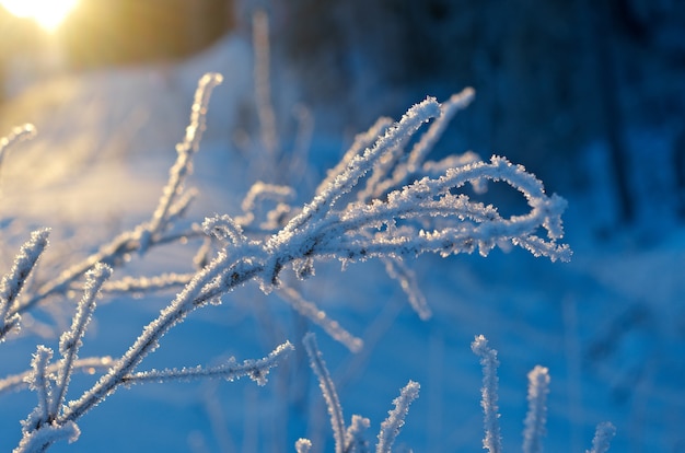 Winterlandschaft.Winterschönheitsszene