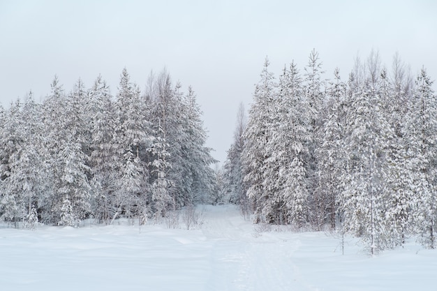 Winterlandschaft. Winterstraße durch einen schneebedeckten Wald