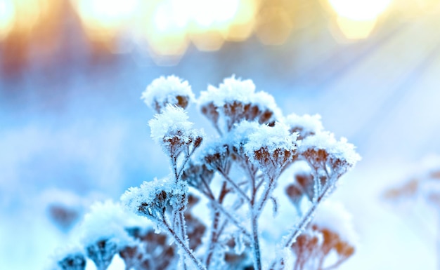 Winterlandschaft. Winterszene. Gefrorene Blume