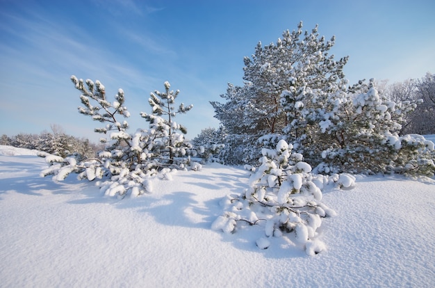 Winterlandschaft. Zusammensetzung der Natur.