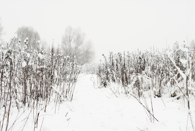 Winterlandschaft