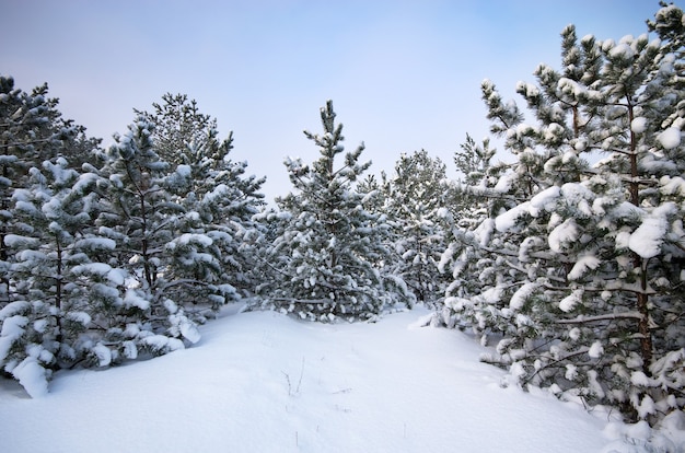 Winterlandschaft.