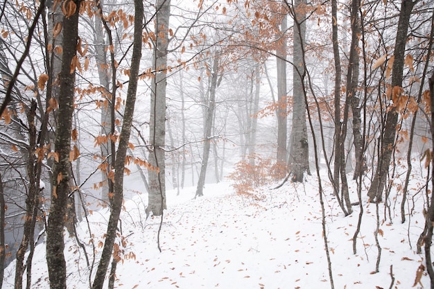 Winterlandschaft