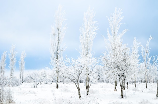 Winterlandschaft