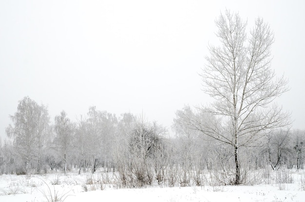 Winterlandschaft