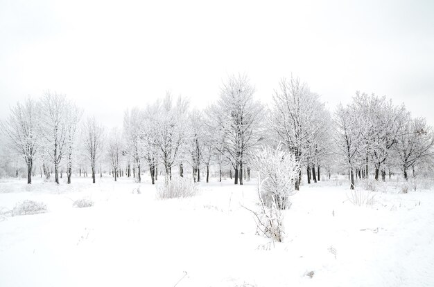 Winterlandschaft