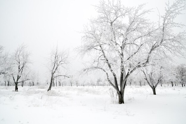 Winterlandschaft