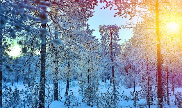 Winterlandschaft