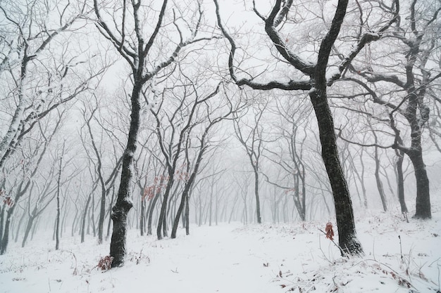 Winterlandschaft