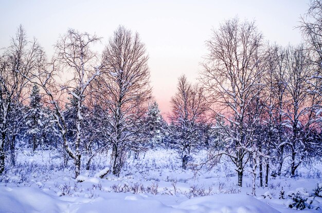 Winterlandschaft