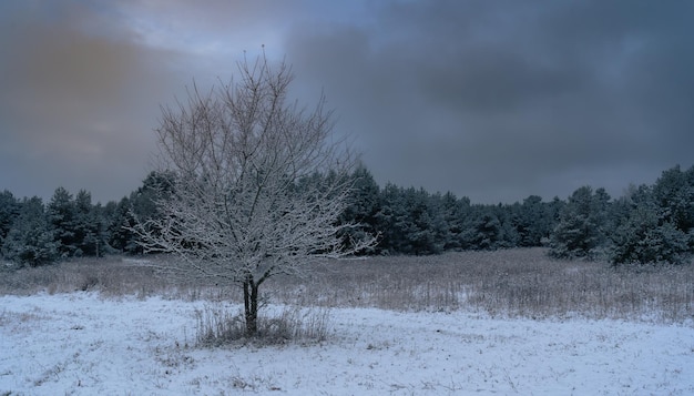 Winterlandschaftsansicht auf dem schneebedeckten Baum im Feld im Hintergrundkiefernwald