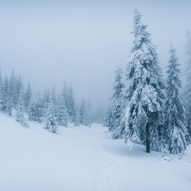 Winterlandschaftsbäume im Frost