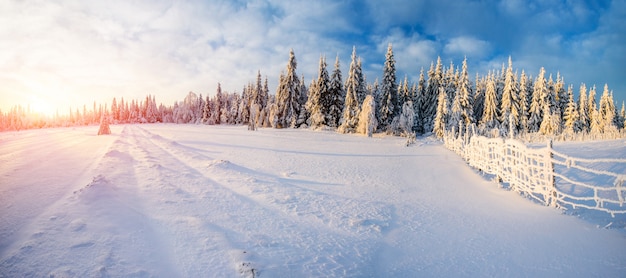 Winterlandschaftsbäume im Frost