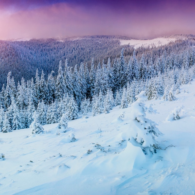 Winterlandschaftsbäume im Frost