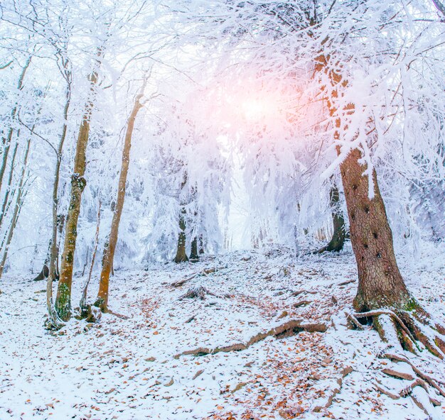 Winterlandschaftsbäume im Frost