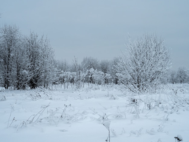 Winterlandschaftsbäume im Schnee