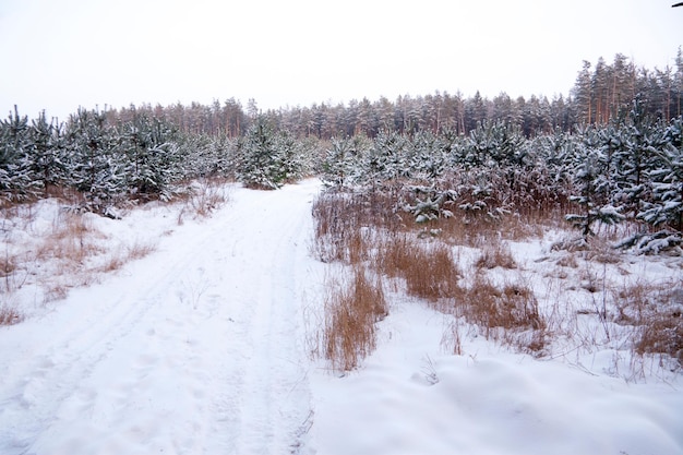 Winterlandschaftsnatur bedeckt mit Schnee am Wintersonnenuntergang