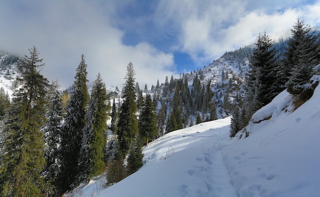 winterliche Berglandschaft mit verschneiten Tannen