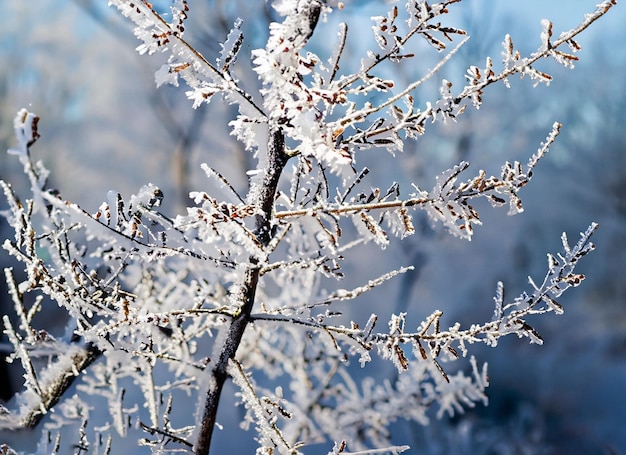 Winterliche Eleganz, frostbedeckte Zweige im Tageslicht