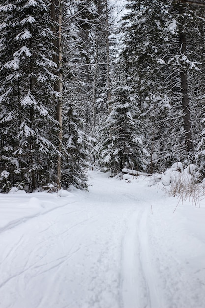 Winterliche Landschaft mit modifizierter Langlaufloipe.