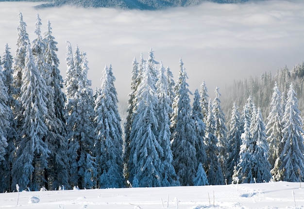 Winterliche ruhige Berglandschaft mit Raureif und schneebedeckten Fichten