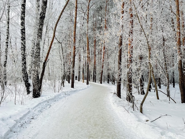 Winterliche Waldlandschaft, fabelhaftes, magisches Schilf, bedeckt mit Schnee. Winterstraße