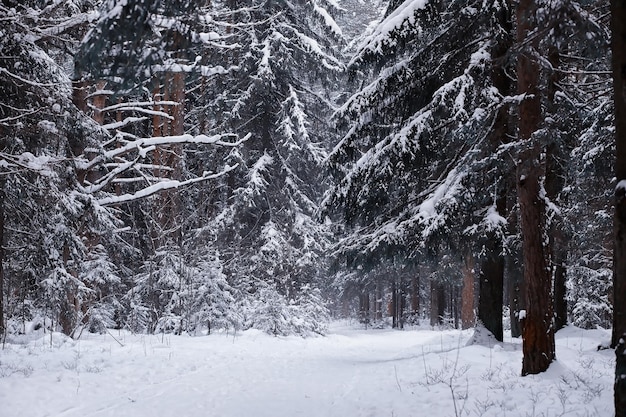 Winterliche Waldlandschaft. Hohe Bäume unter Schneedecke. Januar frostiger Tag im Park.