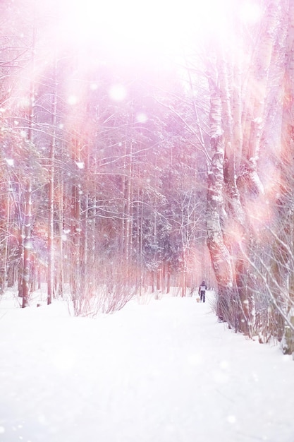 Winterliche Waldlandschaft. Hohe Bäume unter Schneedecke. Januar frostiger Tag im Park.