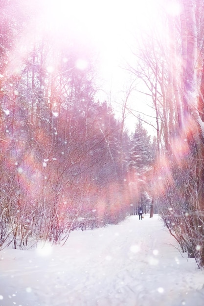 Winterliche Waldlandschaft. Hohe Bäume unter Schneedecke. Januar frostiger Tag im Park.