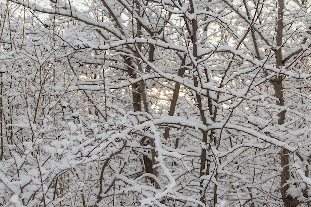 Wintermärchen vereiste Bäume