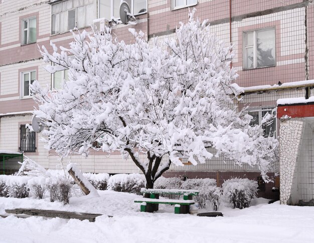 Wintermärchenbaum und Bank im Hof im Schnee