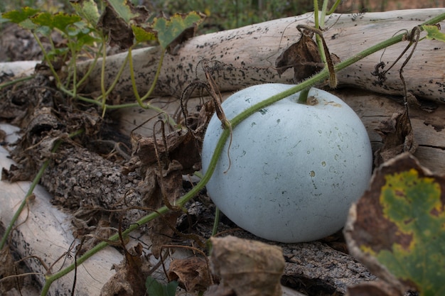 Wintermelone auf dem Boden im organischen frischen Bauernhof Thailands