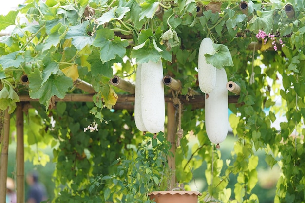 Wintermelone oder benincasa hispida oder wachskürbis werden an den baum gehängt