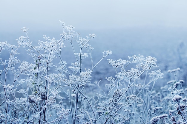 Foto wintermorgen mit frostrauhreif bedeckten trockenen pflanzen