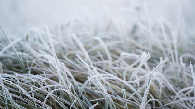 Wintermorgenfrost auf Gras im Wiesenfeld Nahaufnahme Eis auf Gras im Feld