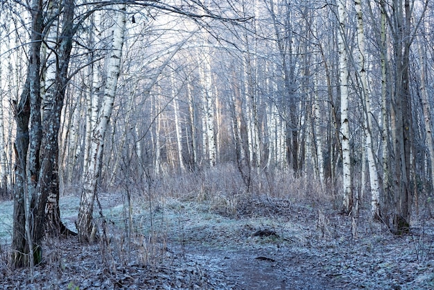 Wintermorgenlandschaft mit gefrorenem Wald bedeckt mit Raureif