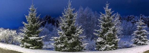 Winternacht Panoramalandschaft Weihnachtsbäume mit Schnee bedeckt Märchenhafter Schnee und festliche Stimmung Panorama