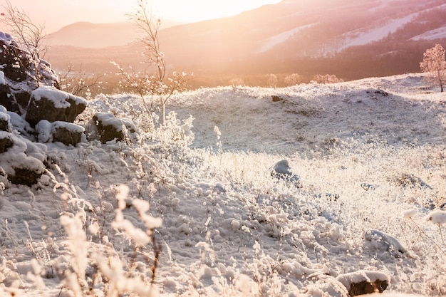 Winternatur bei Sonnenuntergang. Schneebedeckte Pflanzen auf dem Berg. Schöne Winterlandschaft. Vintage-Filter