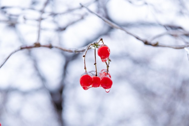 Winternatur mit gefrorenen Vogelbeeren Winter gefrorene Vogelbeeren in der Natur selektiver Fokus Schönheit der Winternatur Rote gefrorene Beeren im Freien Winternaturjahreszeit mit gefrorenen Vogelbeeren