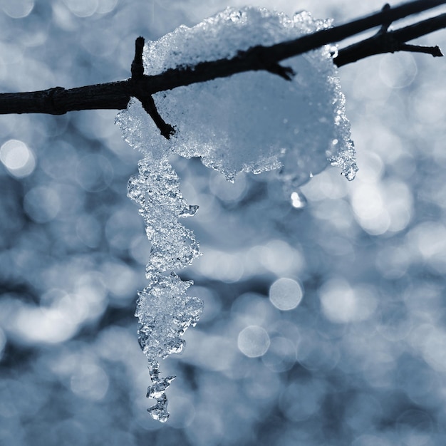 Winternatur Saisonaler kalter Winterhintergrund Verschneiter Zweig auf einem Baum