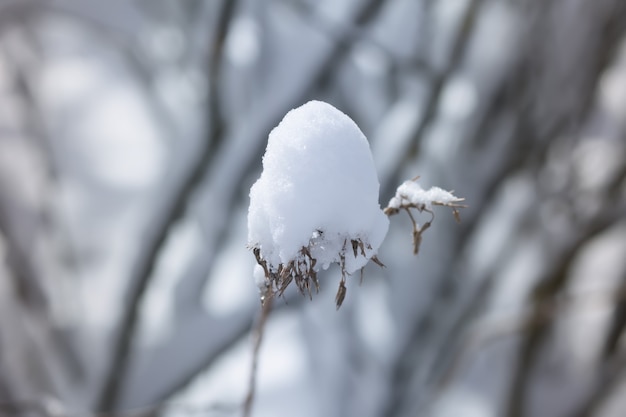 Winternaturdetails in der Landschaft in Osteuropa. Schneebedeckte Äste am kalten sonnigen Tag.