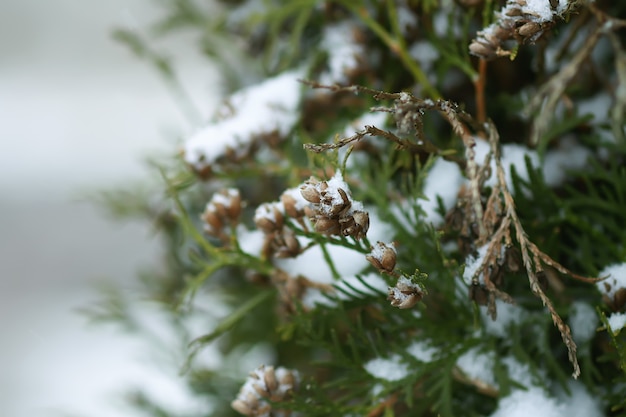 Winternaturdetails in der Landschaft. Thuja-Baumzweige im Schnee.