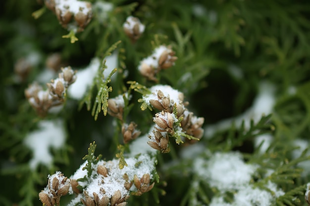 Winternaturdetails in der Landschaft. Thuja-Baumzweige im Schnee.