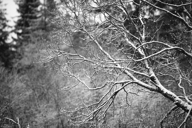 Winternaturlandschaftmagische Äste unter dem Schnee