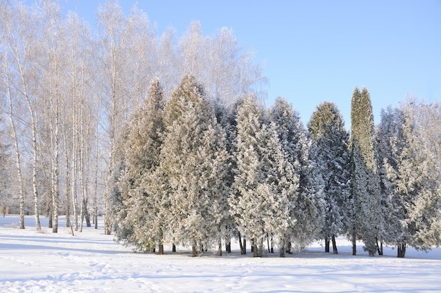 Winterpark im Schnee